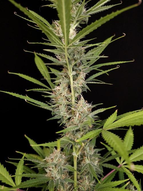 White widow auto 2. Week 8