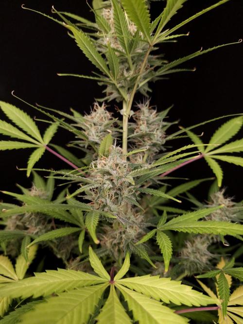 White widow auto 2. Week 8