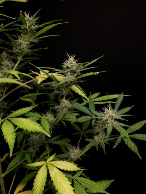 White widow auto 2. Week 8