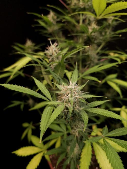 White widow auto 2. Week 8