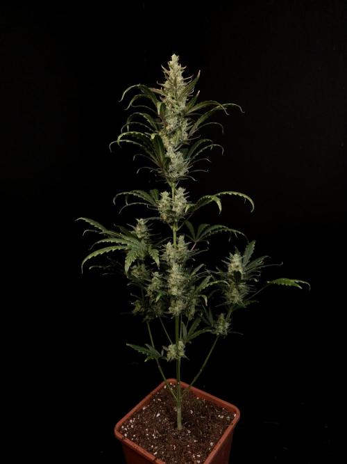 Girl scoute cookies auto. Week 8