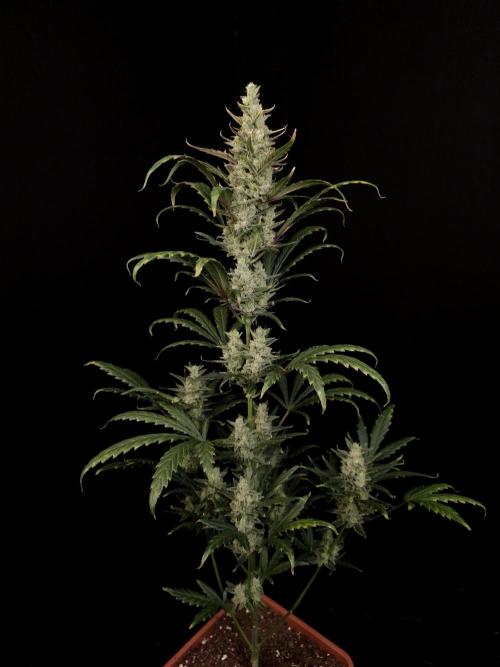 Girl scoute cookies auto. Week 8