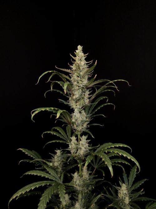 Girl scoute cookies auto. Week 8