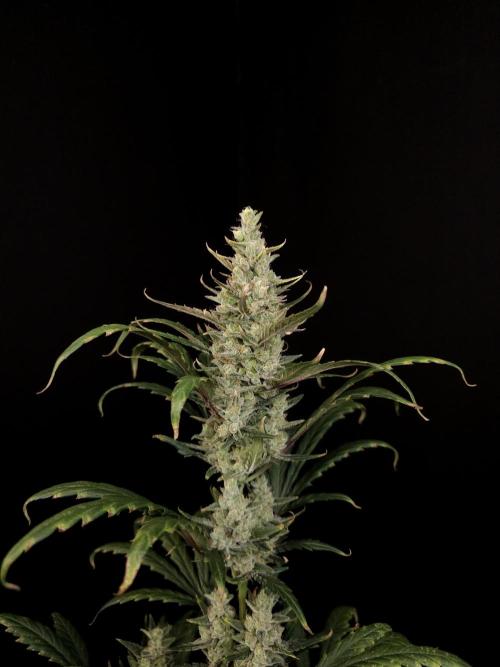 Girl scoute cookies auto. Week 8