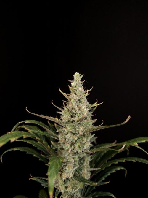 Girl scoute cookies auto. Week 8
