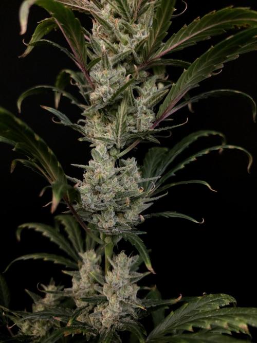 Girl scoute cookies auto. Week 8
