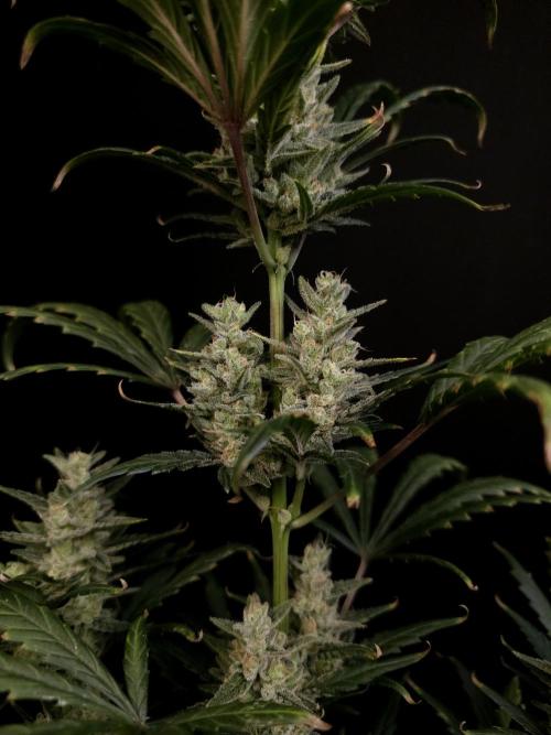 Girl scoute cookies auto. Week 8