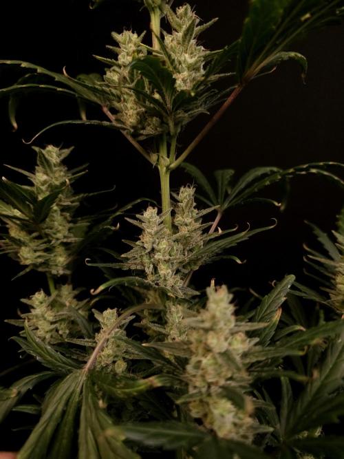 Girls Scout Cookies Automatic. Week 8