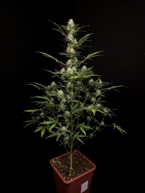 G.s.c auto 2. Week 8
