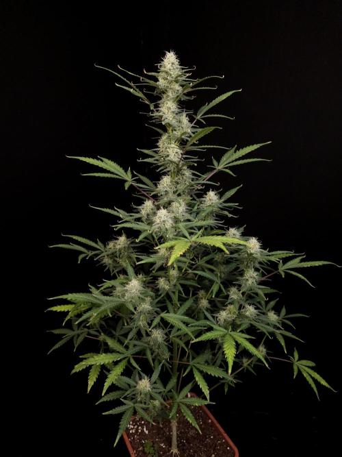 G.s.c auto 2. Week 8
