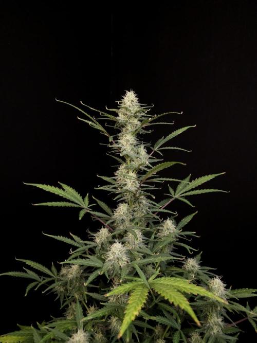 G.s.c auto 2. Week 8