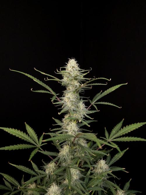 G.s.c auto 2. Week 8