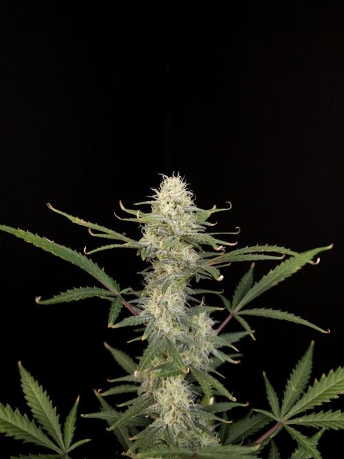 G.s.c auto 2. Week 8