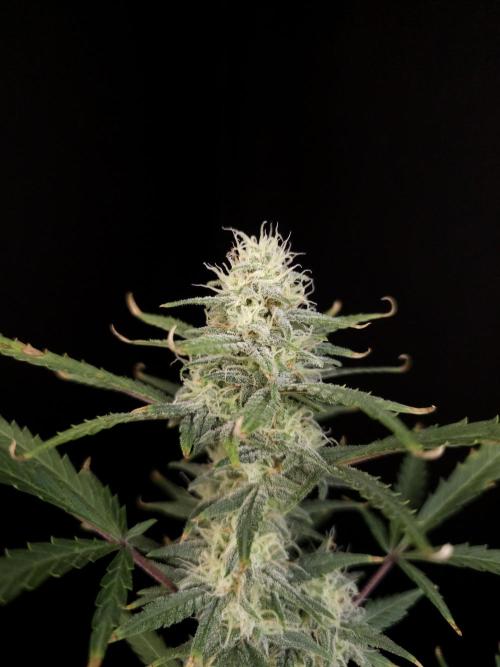 G.s.c auto 2. Week 8