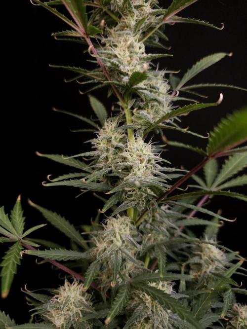 G.s.c auto 2. Week 8