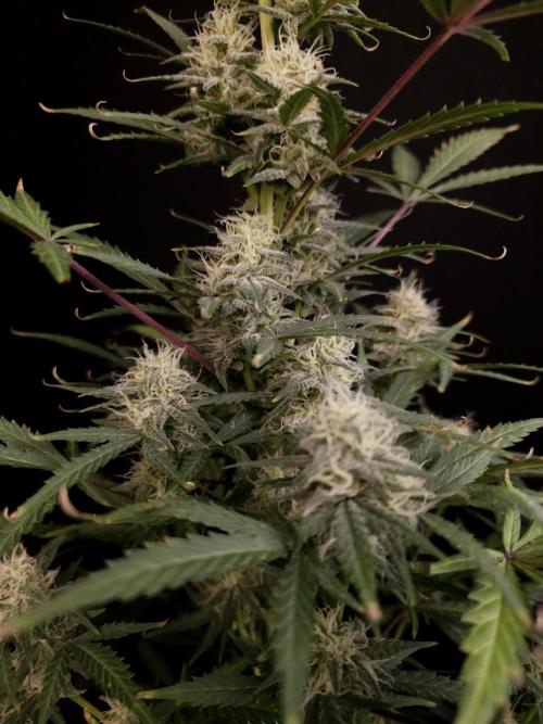 G.s.c auto 2. Week 8