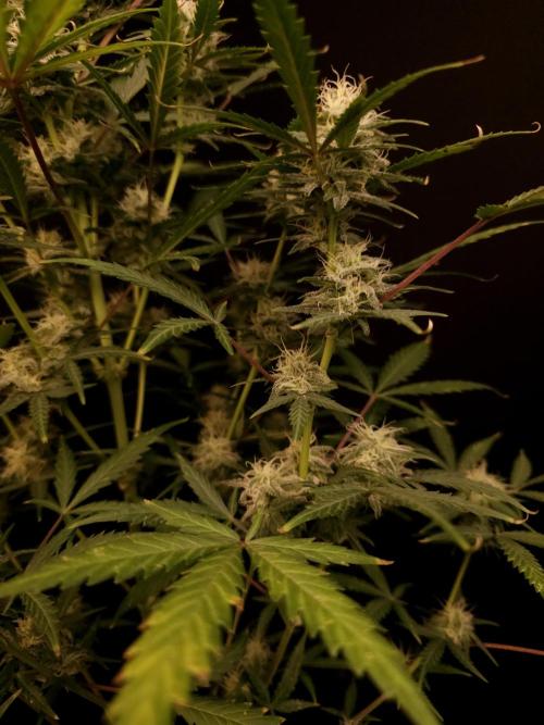 G.s.c auto 2. Week 8