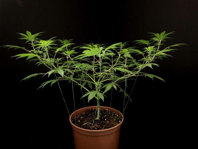 Sweet & Sour. Week 9
