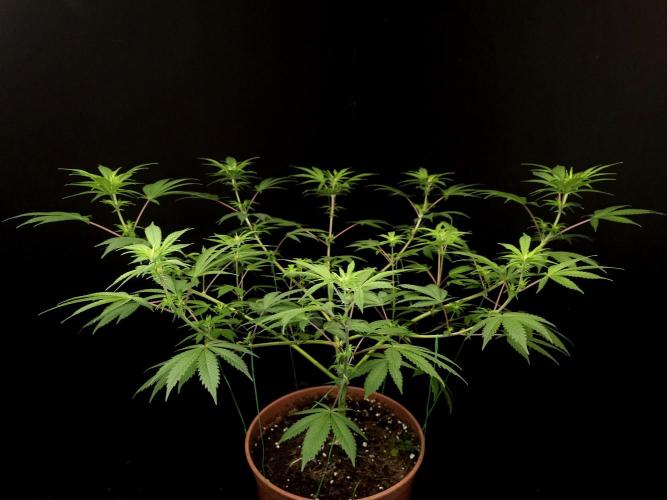 Sweet & Sour. Week 9