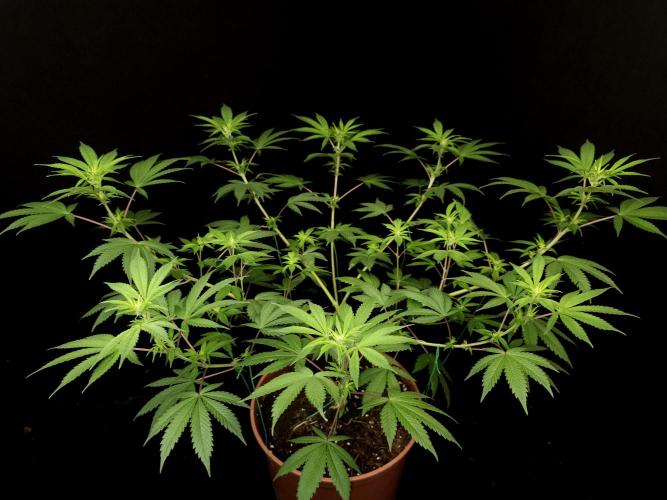 Sweet & Sour. Week 9