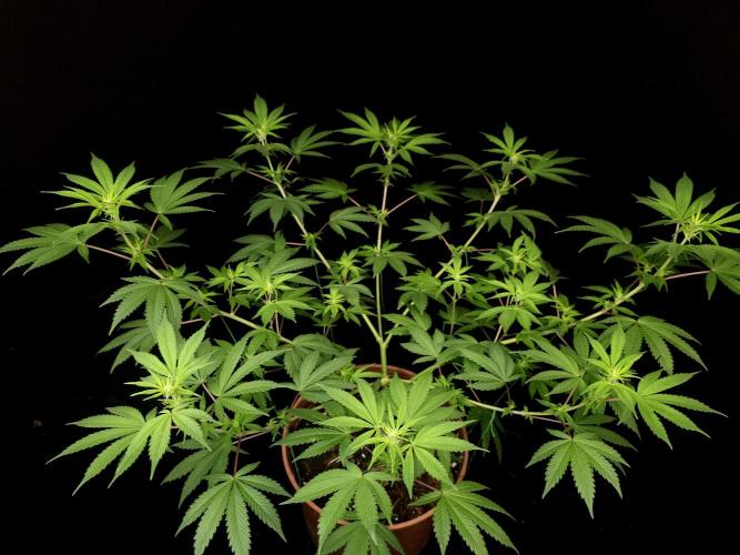 Sweet & Sour. Week 9