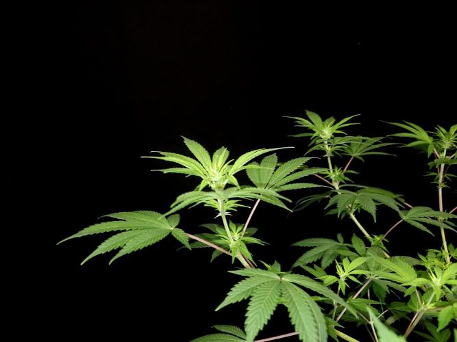 Sweet & Sour. Week 9