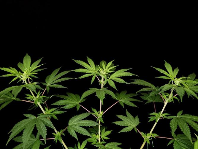 Sweet & Sour. Week 9