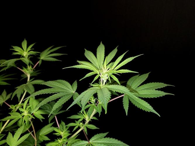 Sweet & Sour. Week 9