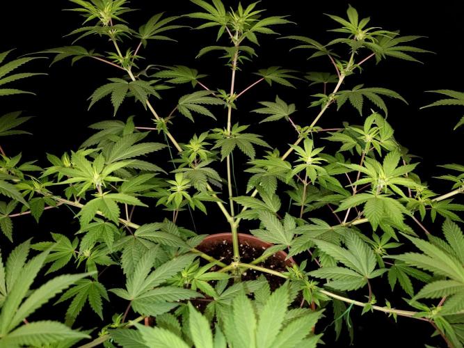 Sweet & Sour. Week 9