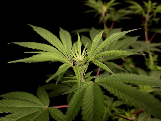 Sweet & Sour. Week 9