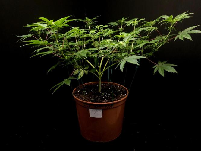 Snow White. Week 9