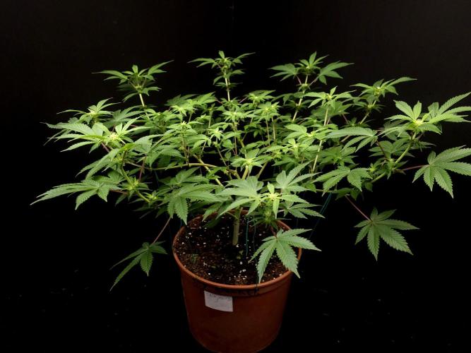 Snow White. Week 9