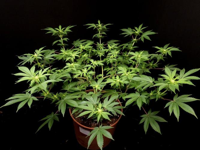 Snow White. Week 9