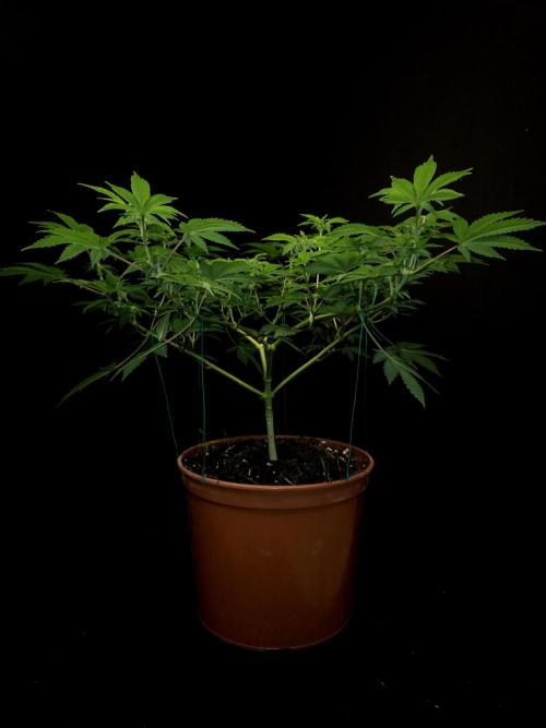 Skunk. Week 9