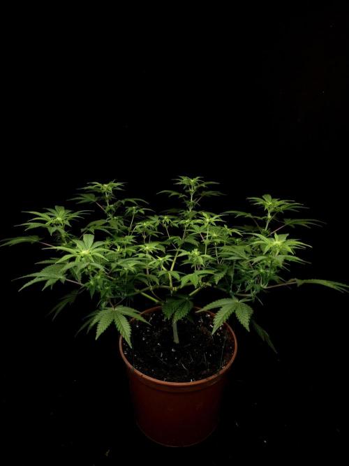 Skunk. Week 9