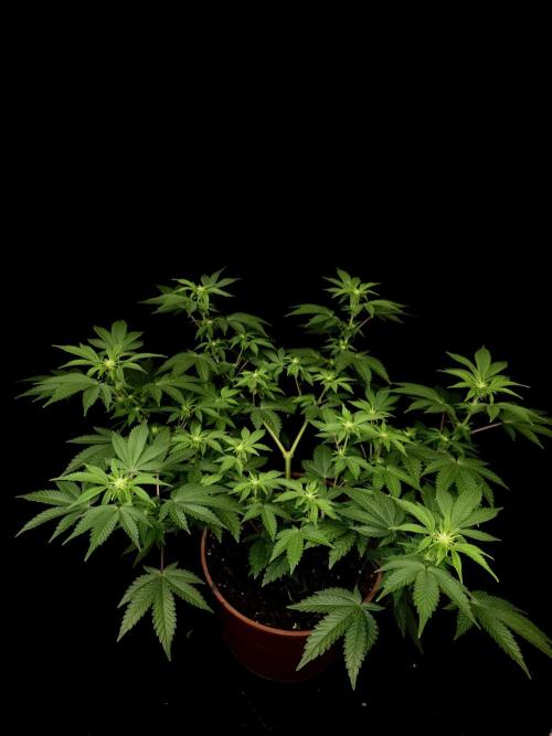 Skunk. Week 9
