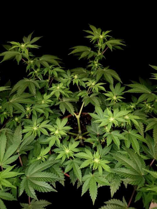 Skunk. Week 9