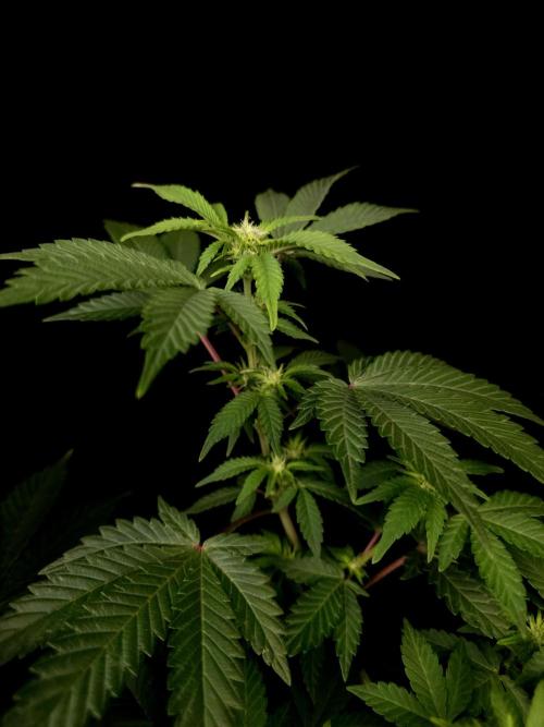 Skunk. Week 9