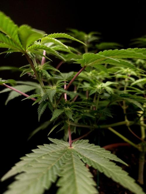 Skunk. Week 9