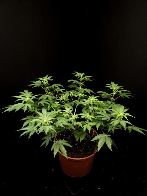 Skunk. Week 9