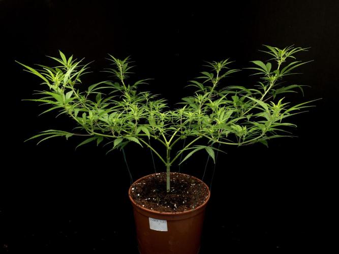 Power plant. Week 9