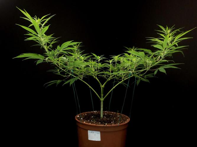 Power plant. Week 9