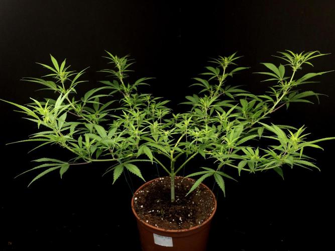 Power plant. Week 9