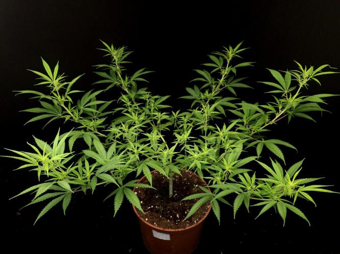 Power plant. Week 9