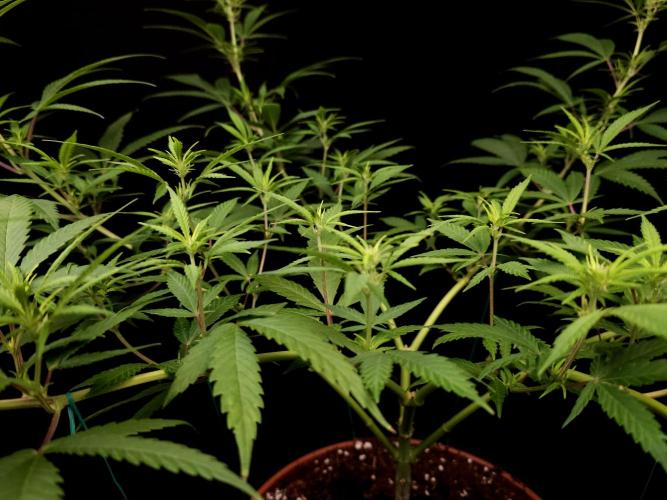 Power plant. Week 9