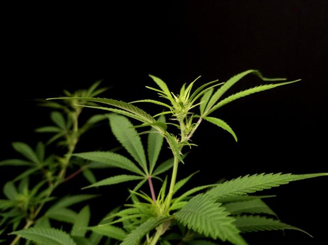 Power plant. Week 9