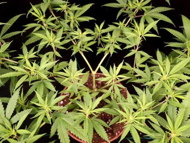 Power plant. Week 9