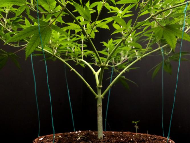 Power Plant. Week 9