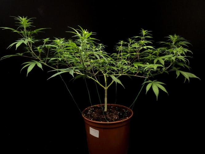 Zkittlez. Week 9
