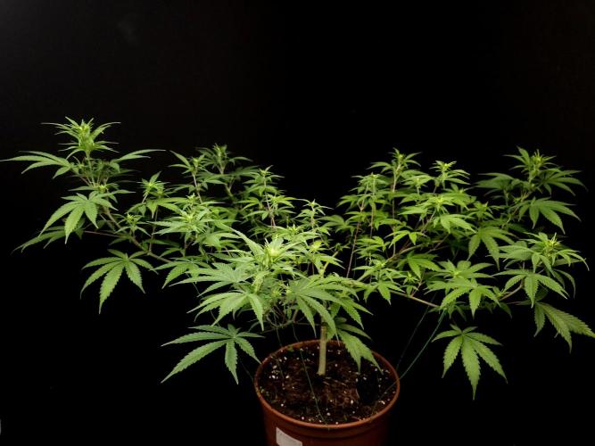 Zkittlez. Week 9
